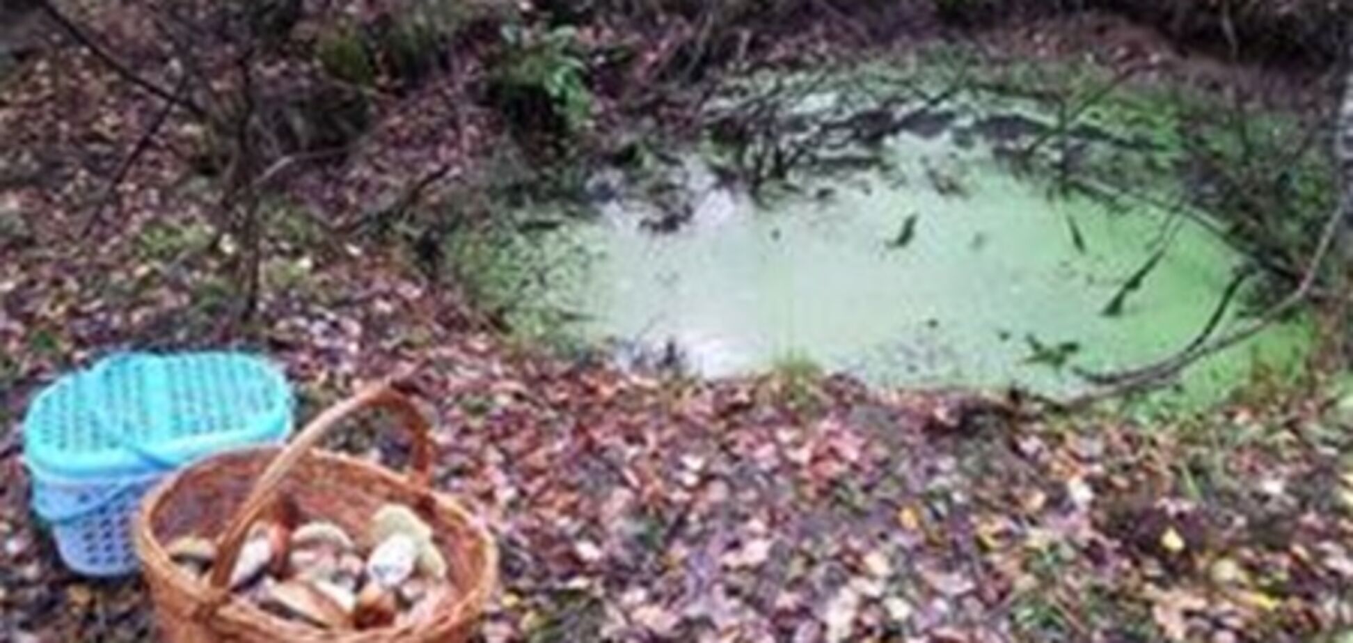 Мужчина пошел в лес за грибами, а наткнулся на снаряды