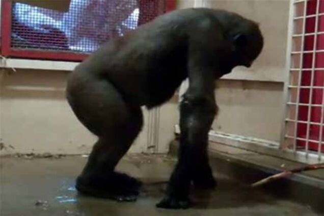 Танці горили стали хітом Інтернету. Відео