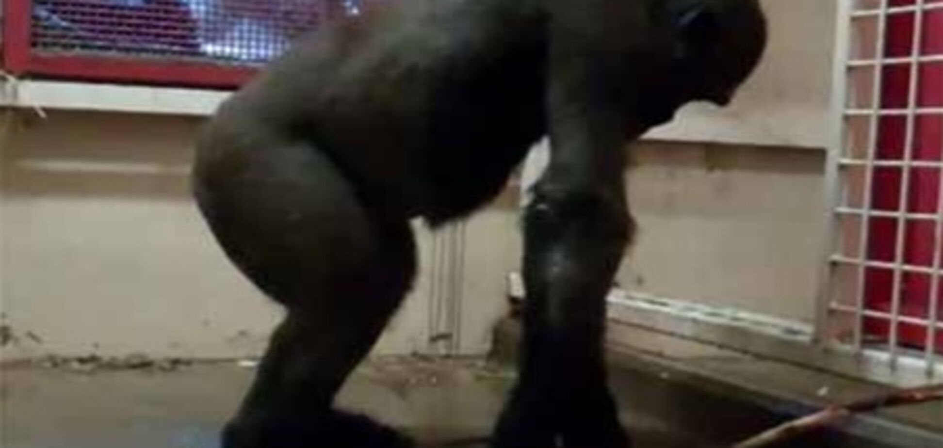 Танці горили стали хітом Інтернету. Відео