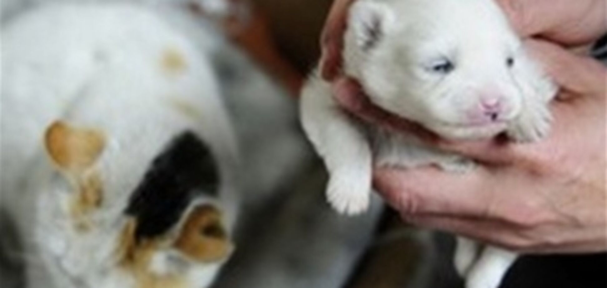 У Китаї кішка народила цуценя