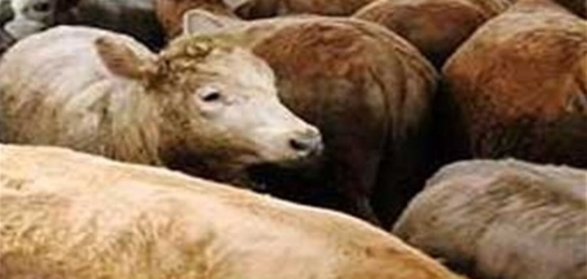 На Волині поїзд передавив стадо корів