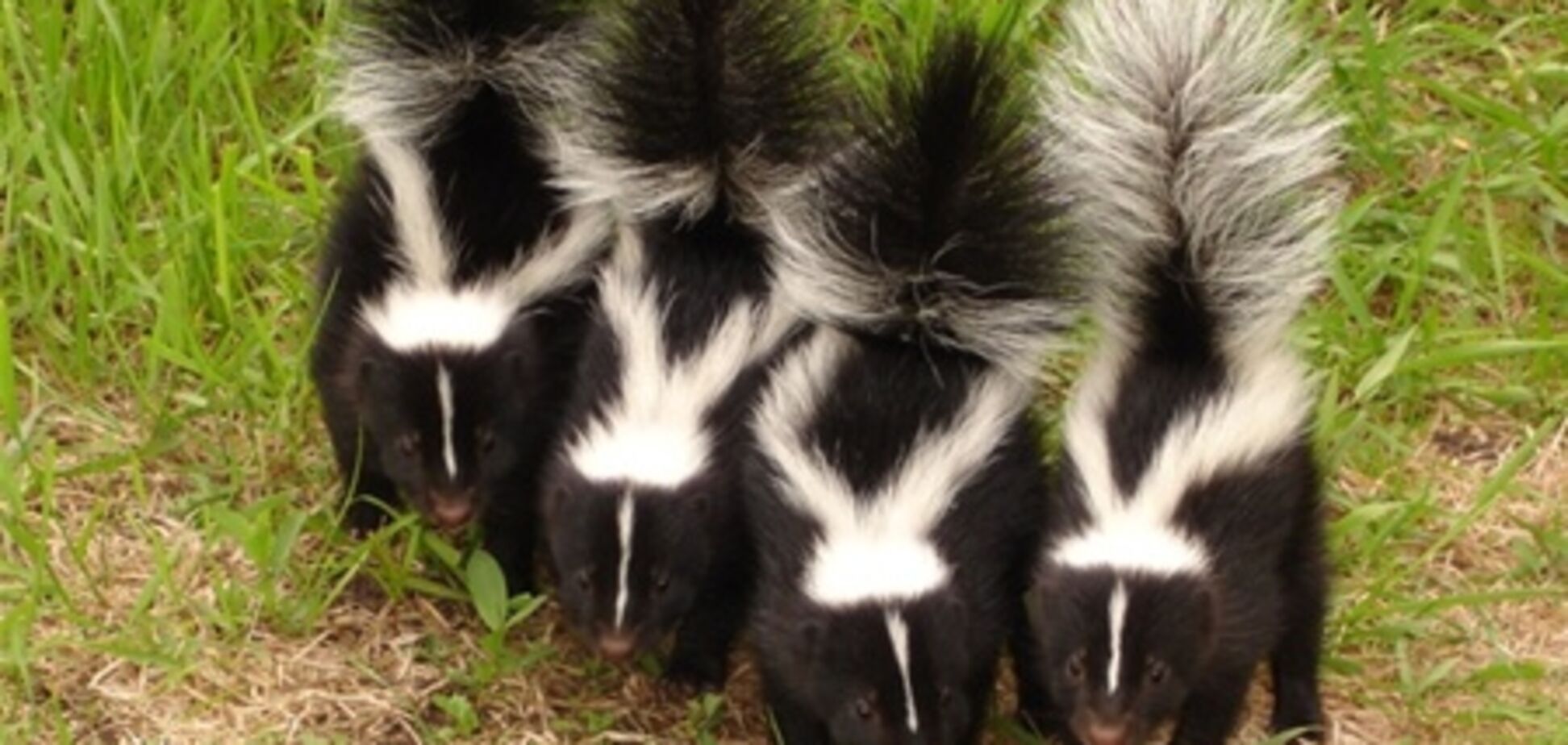 Після повернення з канікул пенсіонери з Флориди знайшли вдома 10 скунсів