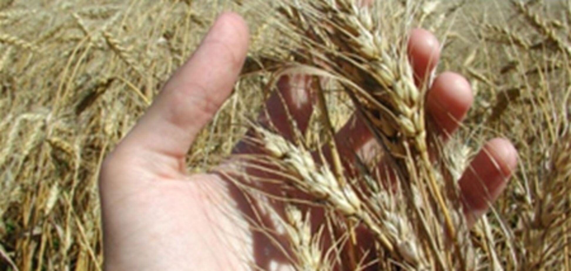 Виробники зерна готують масштабну акцію протесту