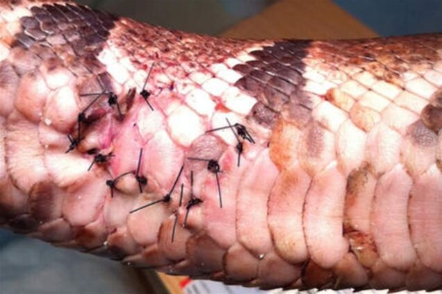 Житель Сакраменто покусал питона