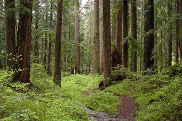 На Киевщине отравили тысячи гектаров леса