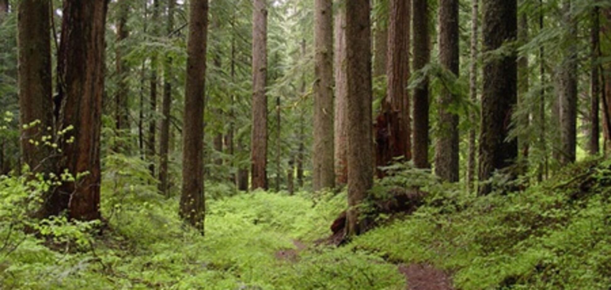 На Киевщине отравили тысячи гектаров леса