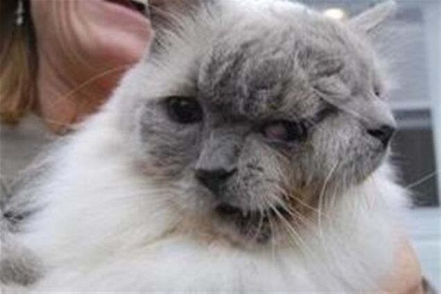 Котові з двома мордами виповнилося 12 років