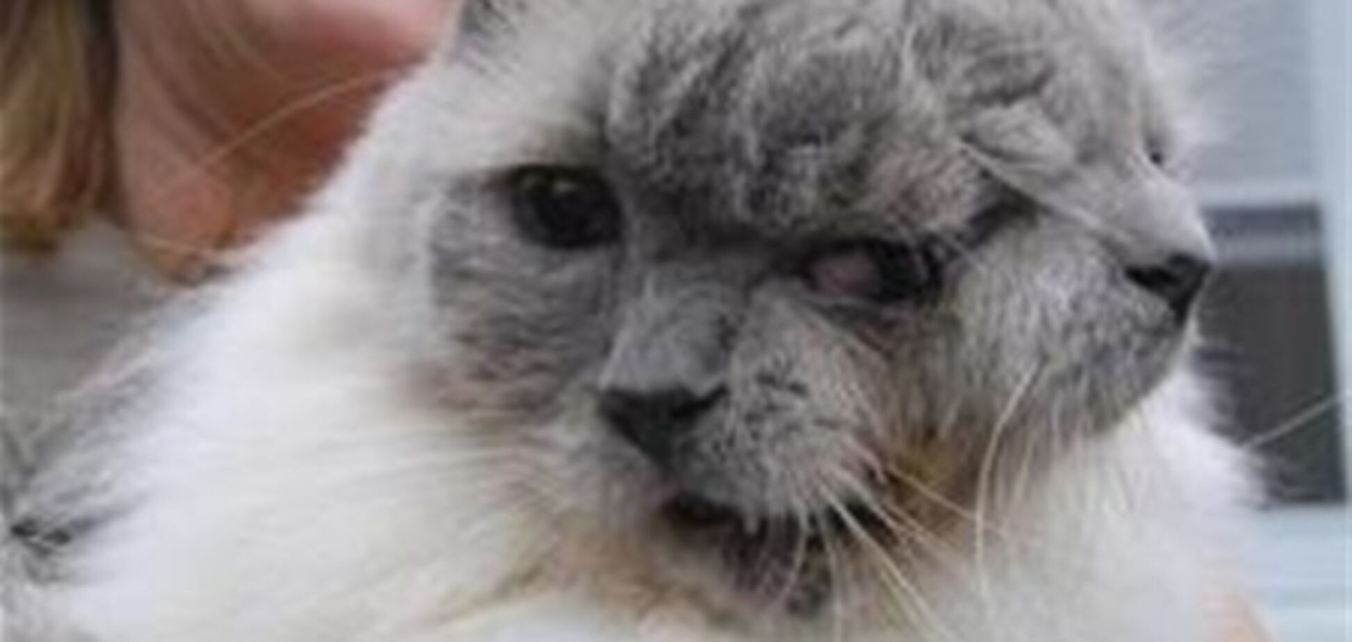 Котові з двома мордами виповнилося 12 років