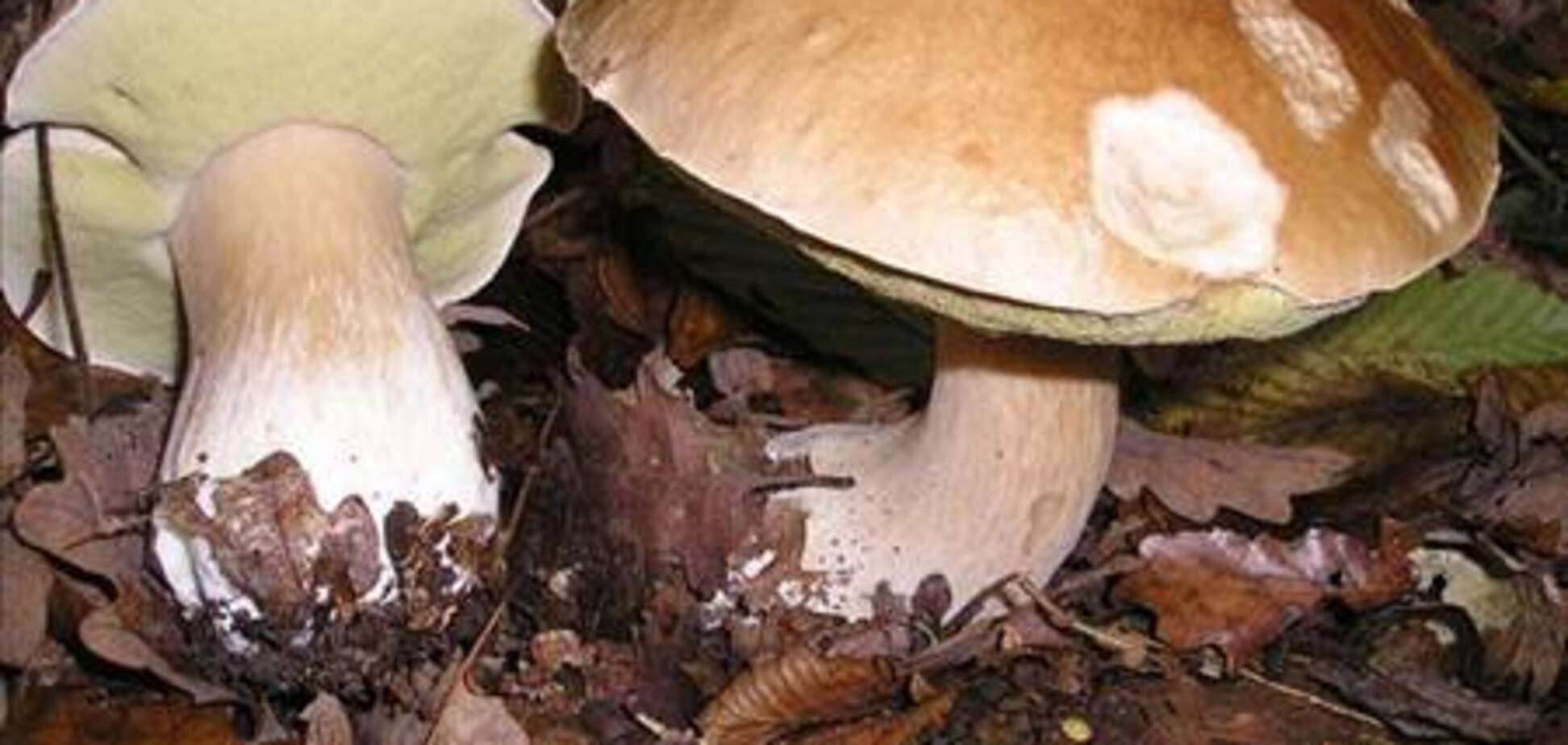 'Porcino' - осенний суп из белых грибов