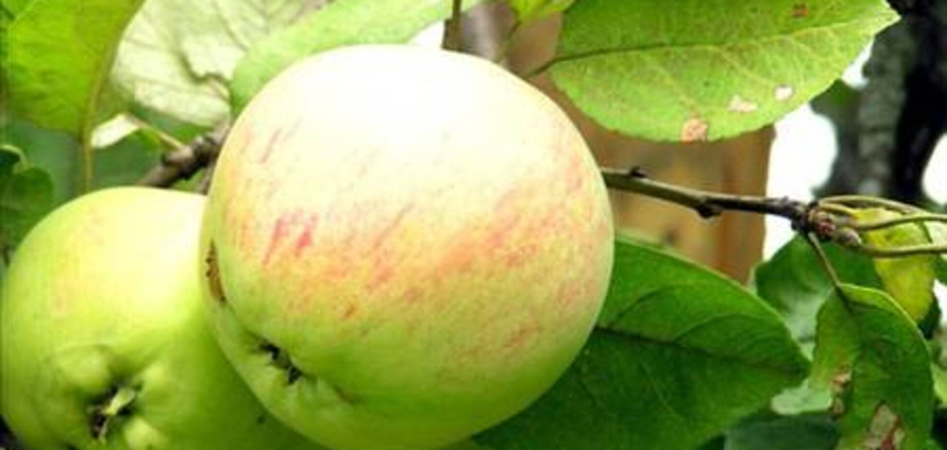 Сентябрьское яблоко: 10 рецептов, которые помогут справиться с щедрым урожаем