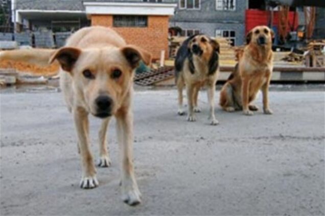 В Киеве за кота берут 10, за собаку - 20