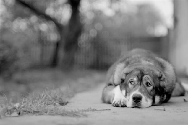 В Киеве неизвестный самовольно отстреливает собак 