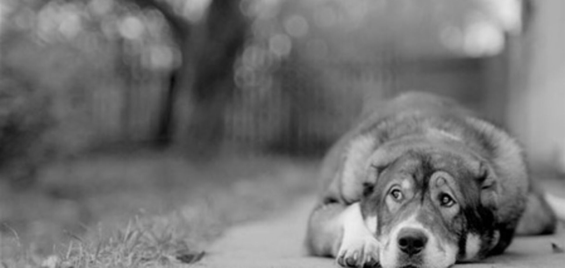 В Киеве неизвестный самовольно отстреливает собак