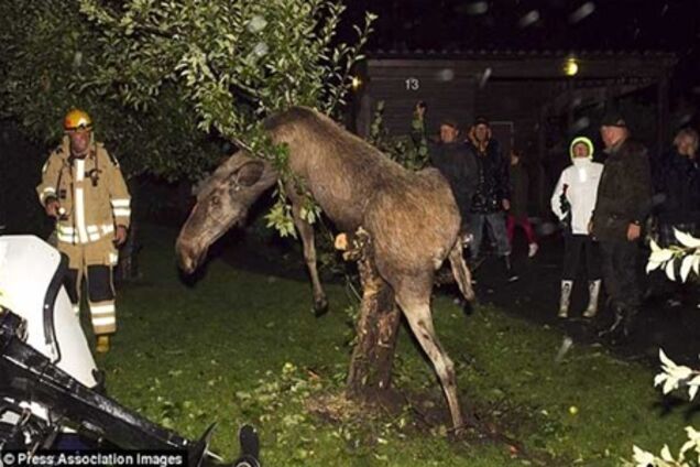 Пьяный лось залез на яблоню и застрял.Фото