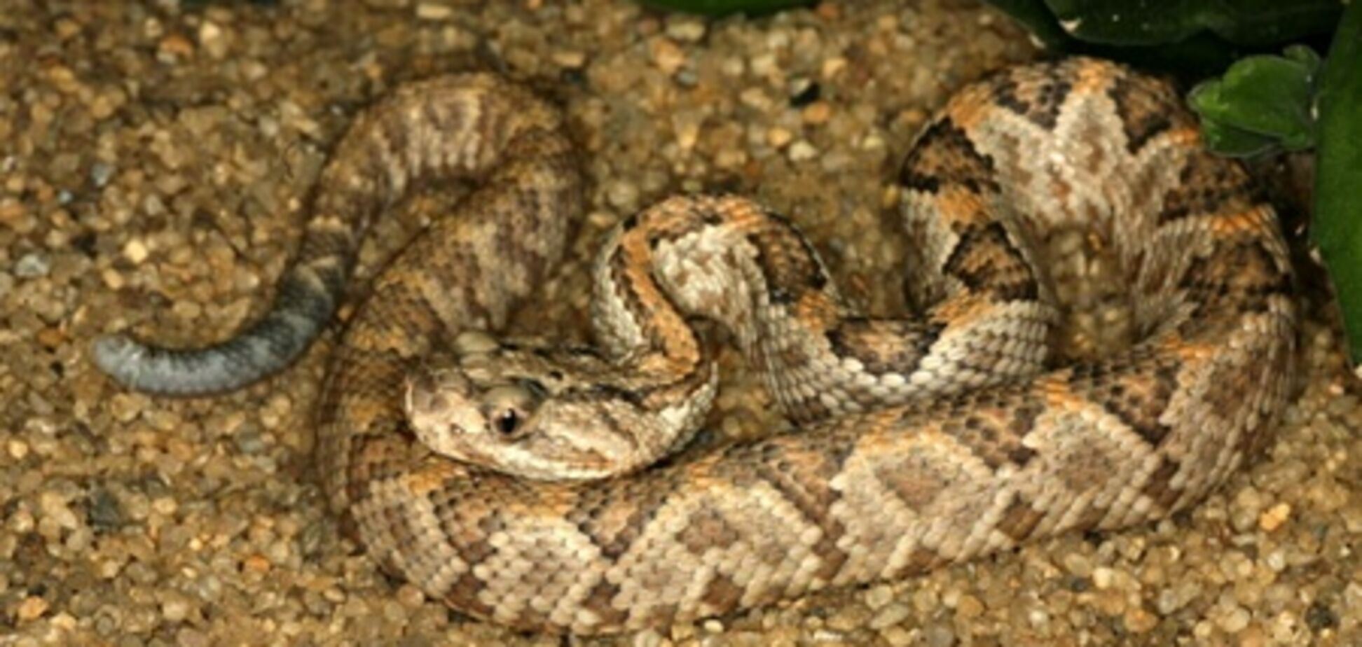 На Донеччині в дитячому садку виявили приплід змій