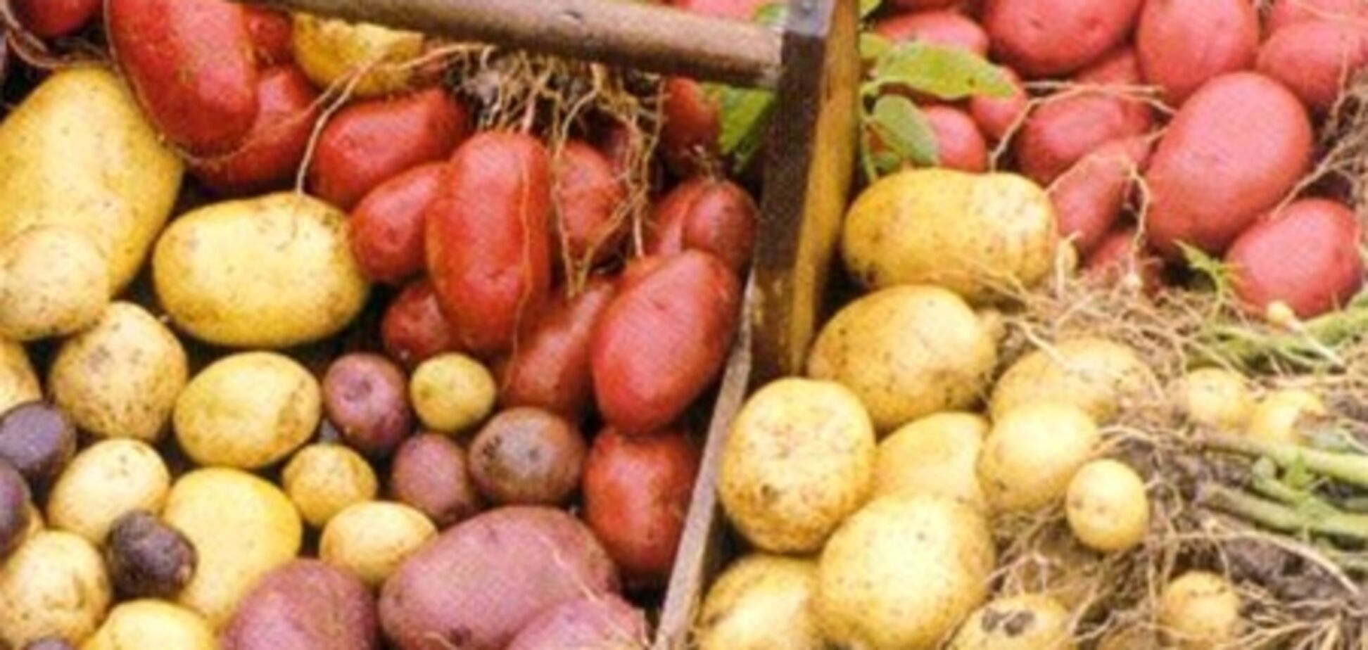 Какие продукты осенью подешевеют?