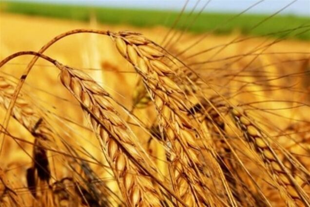 В январе-июне экспорт зерна вырастет на 40%