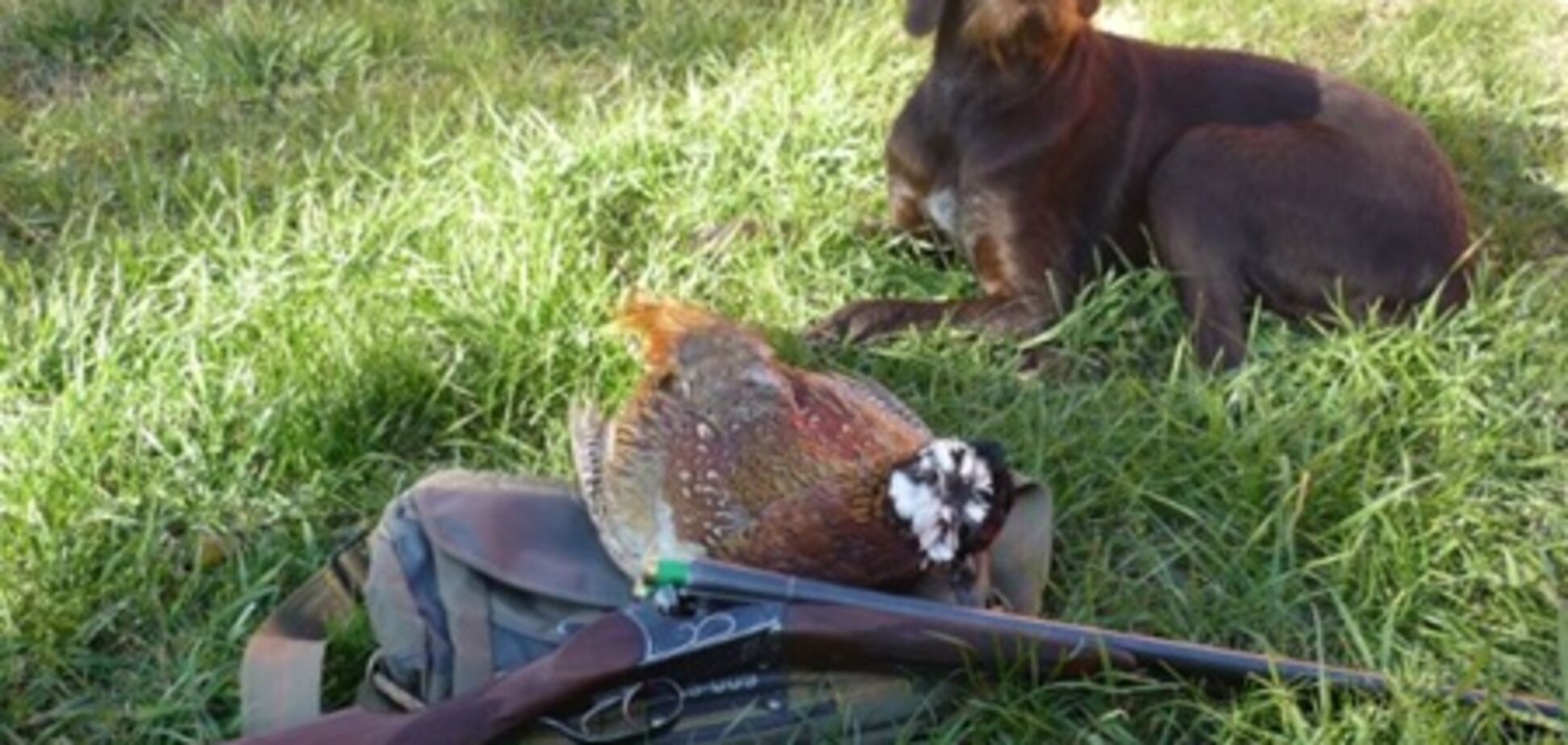 На Святвечір собака підстрелив свого господаря