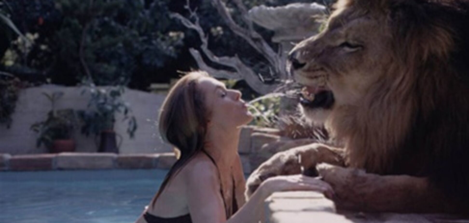 Лев в качестве домашнего питомца