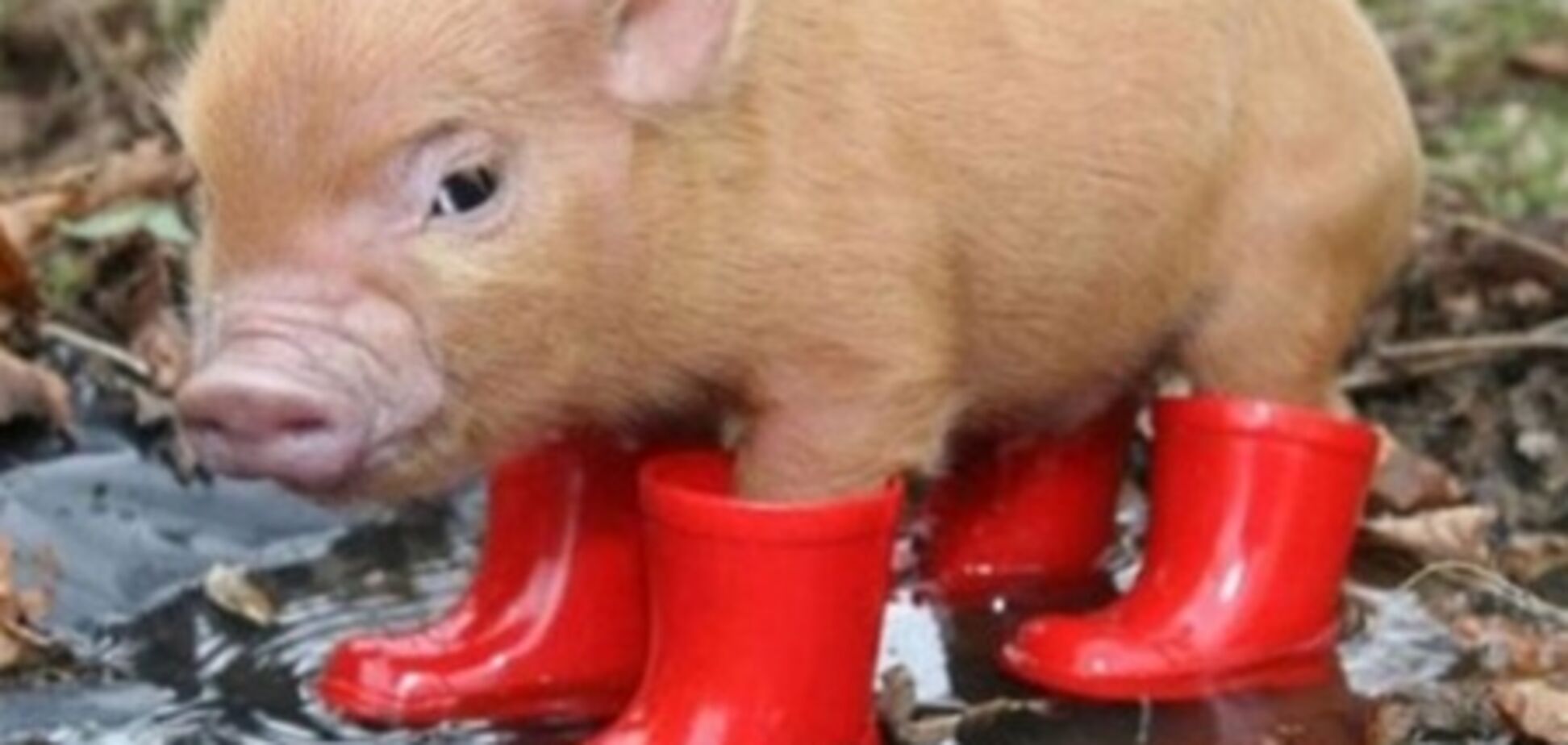 Самые умные животные на планете