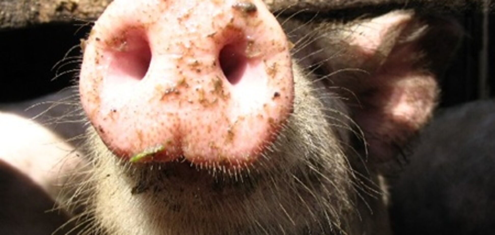 В России из-за вспышки чумы забили 15 тысяч свиней