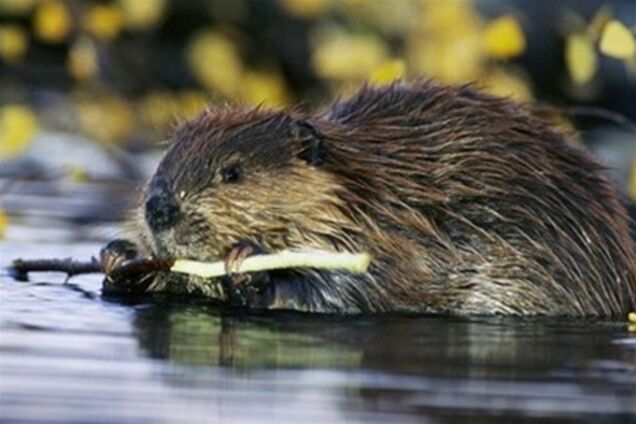 Главному 'узнику' Киева соорудили дом