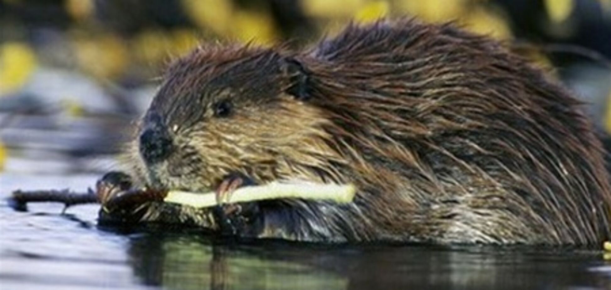 Главному 'узнику' Киева соорудили дом