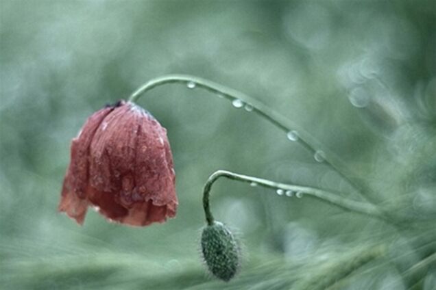 Лучшие примеры фотографий с боке