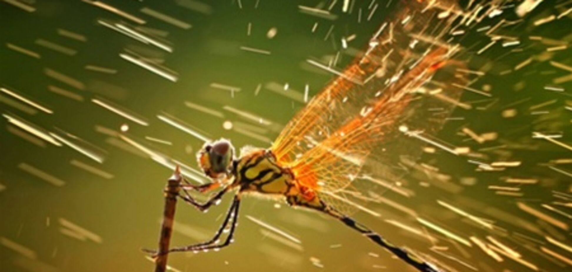 Переможці фотоконкурсу National Geographic 2011