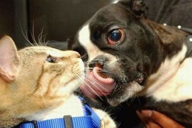 Ветврачам разрешили кетамин