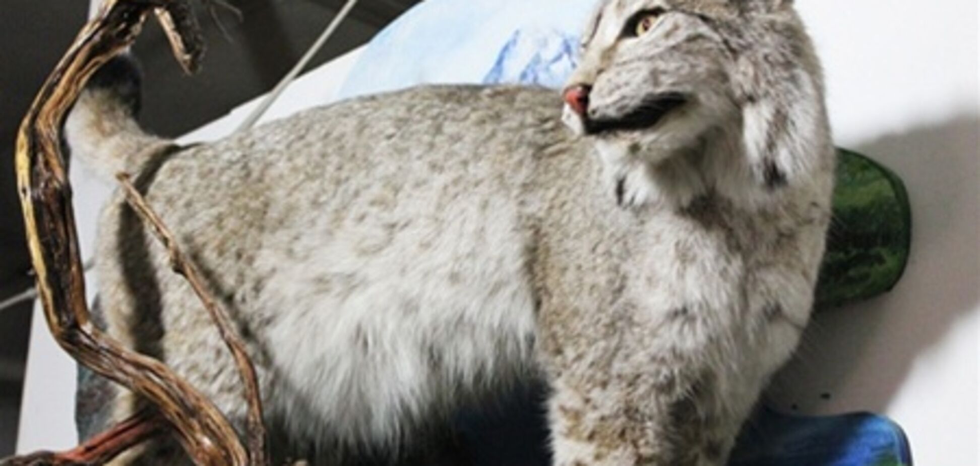 Вічно живі тварини