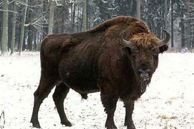 Вінниччина. Вантажівка збила насмерть 500-кілограмового зубра