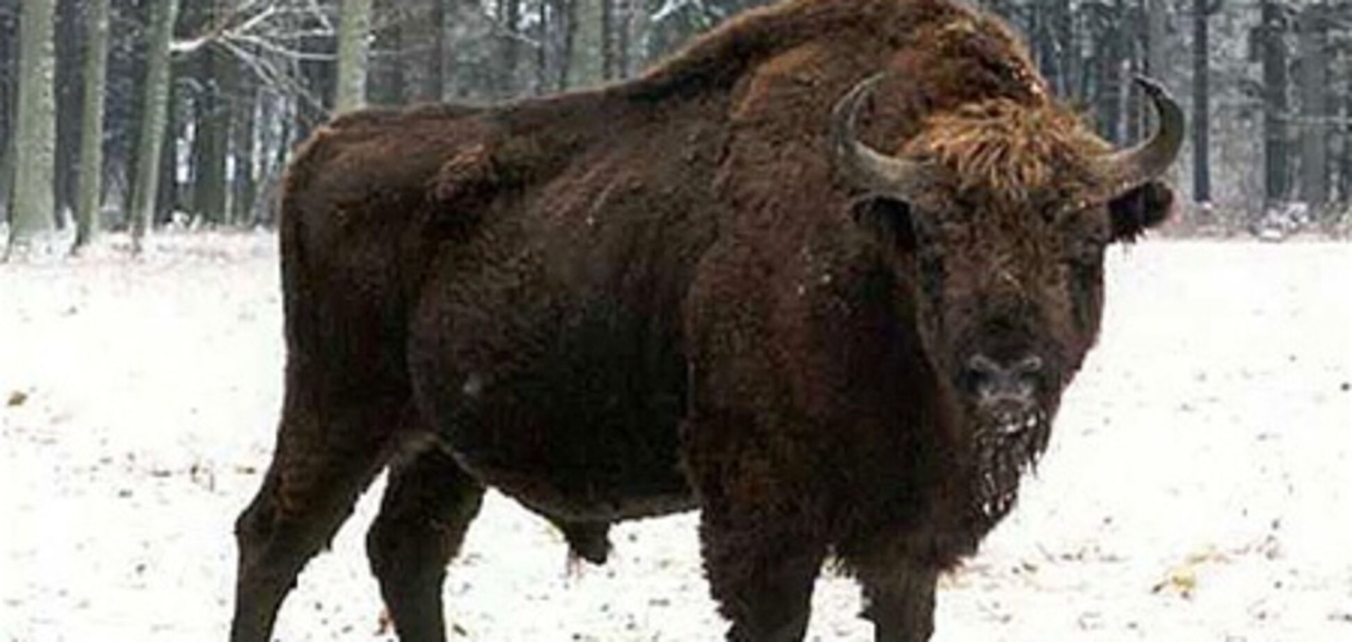 Вінниччина. Вантажівка збила насмерть 500-кілограмового зубра