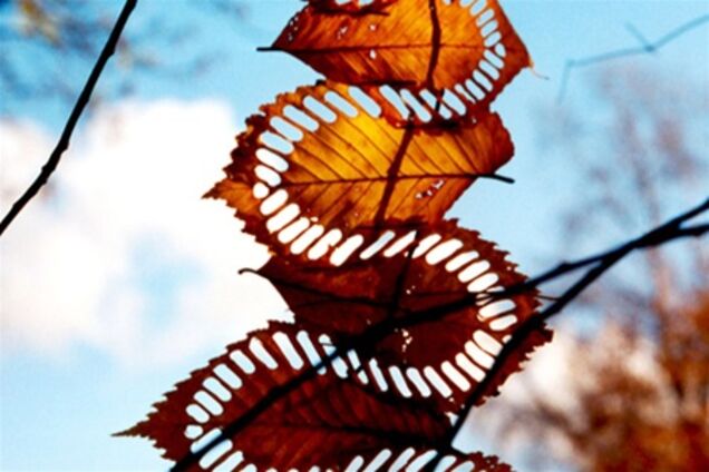 Искусство природы