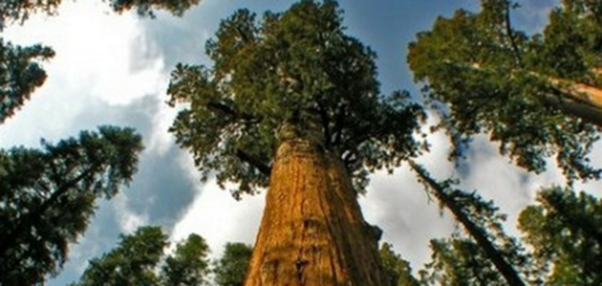 10 высочайших деревьев планеты. Фото