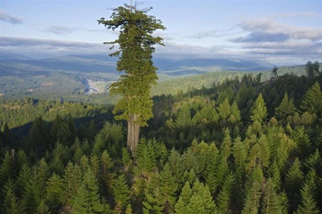 10 найвищих дерев планети