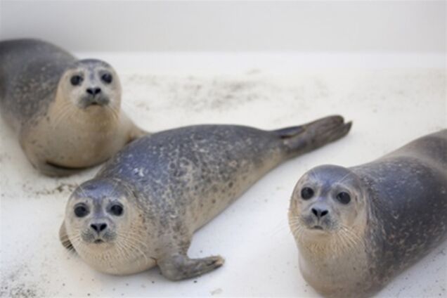Дитячий будинок для тюленів-сиріт в Голландії