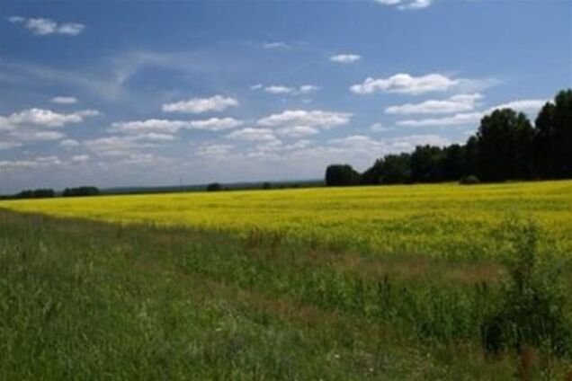 В Черниговской области более 20 га леса передали под карьер