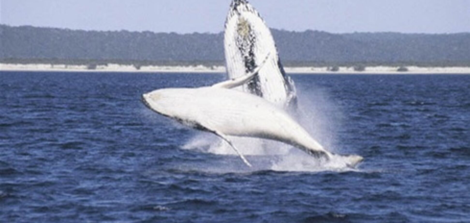 Мексика ждет любителей наблюдения за китами