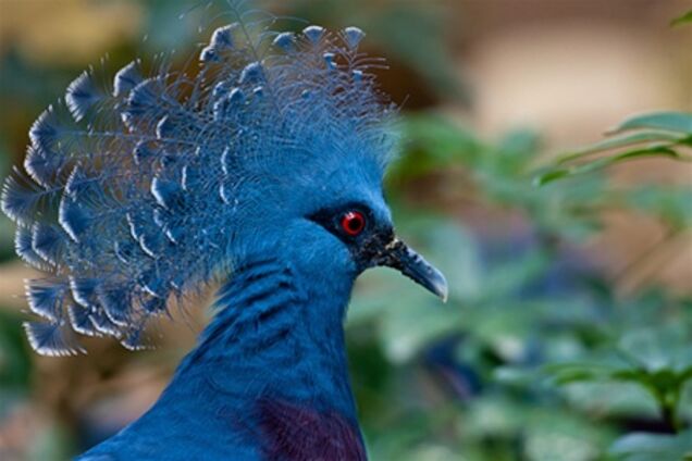 Сингапурский парк птиц