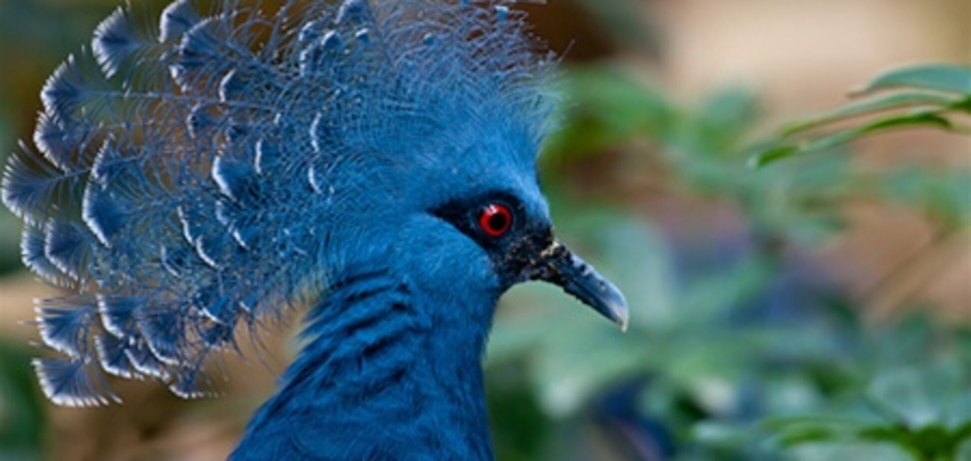 Сингапурский парк птиц