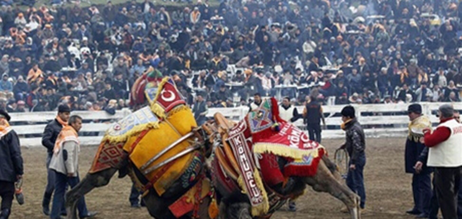 Незвичайне видовище: Верблюжі бої в Туреччині