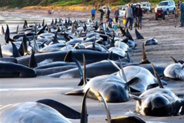 В Новой Зеландии около 100 дельфинов выбросилось на берег