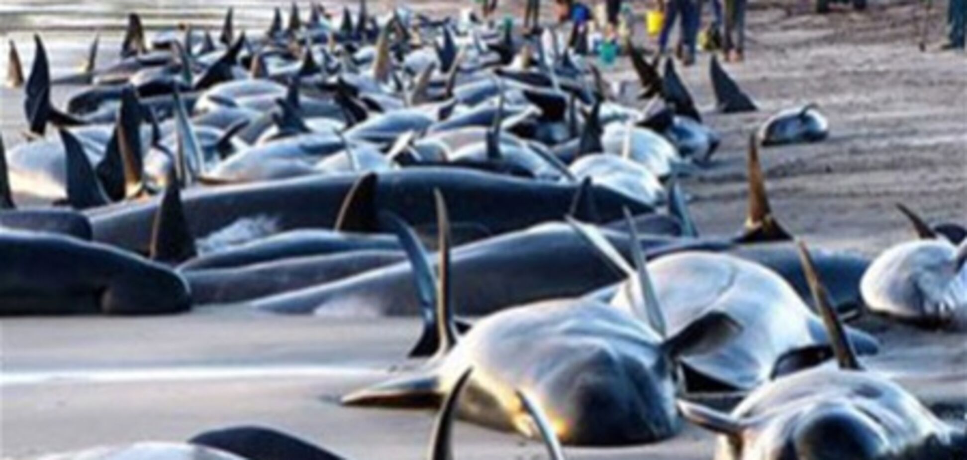 В Новой Зеландии около 100 дельфинов выбросилось на берег