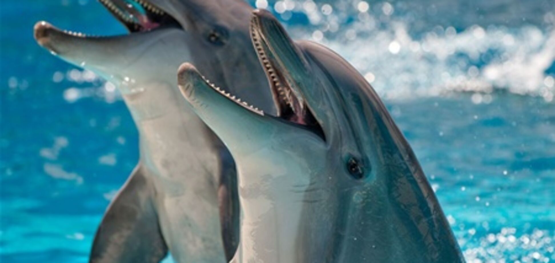 В Евпатории откроют самый большой дельфинарий
