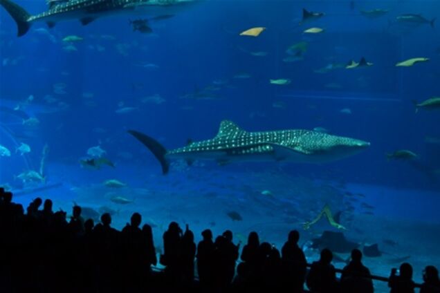 В Италии откроют самый большой аквариум Sea Life