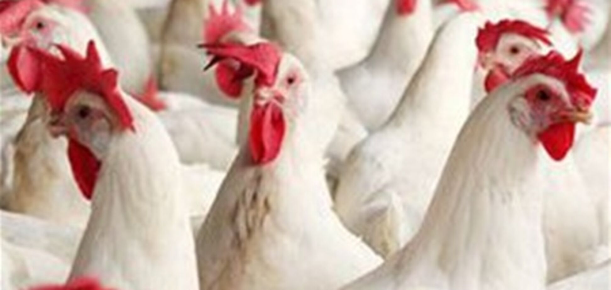 Русские не едят украинскую курицу и мясо