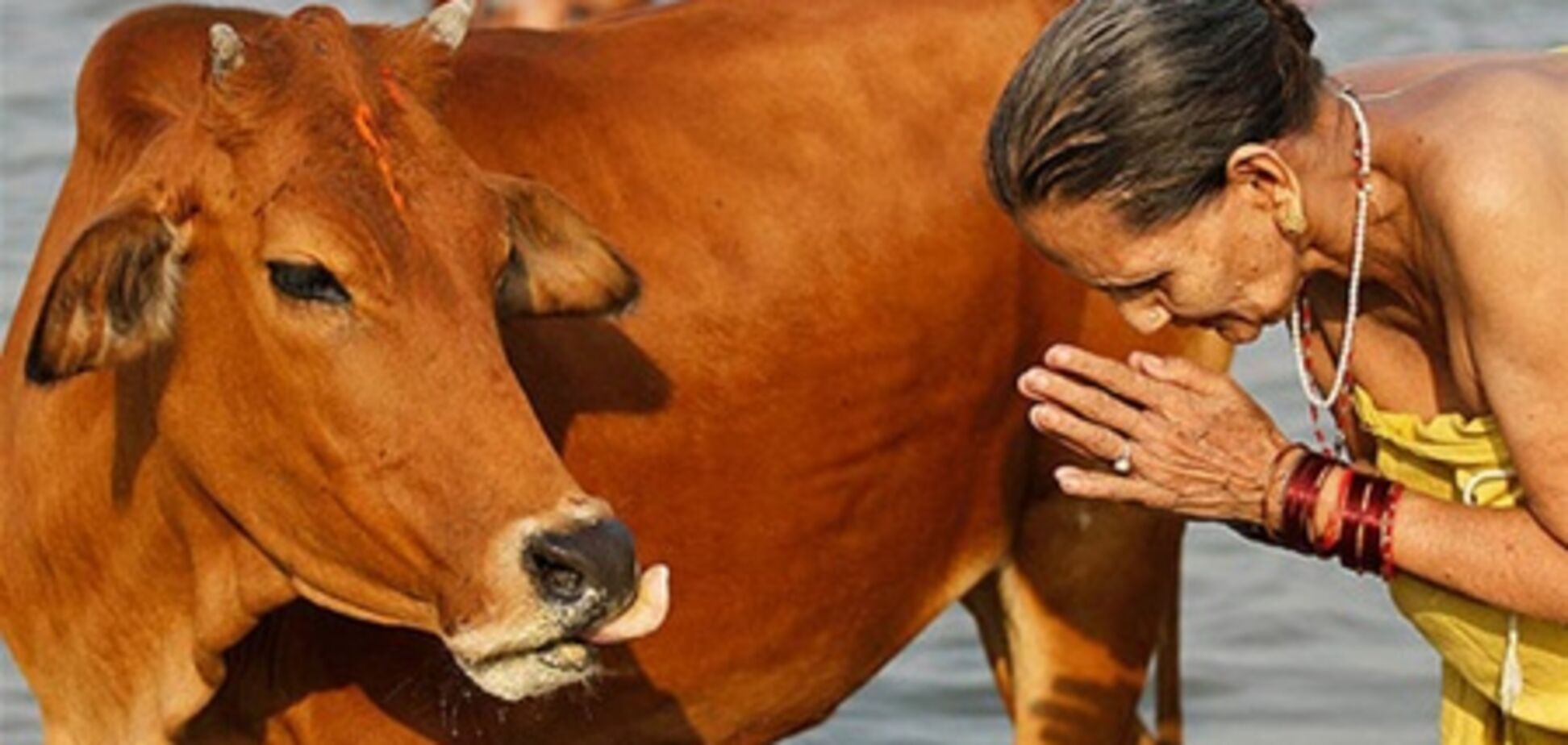 В Індії посилюють покарання за вбивство корів