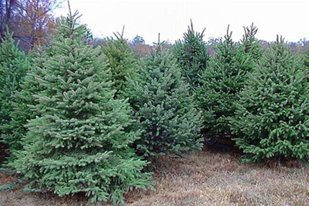 Ялинки у парку 'Асканія-Нова' захищали речовинами з неприємним запахом