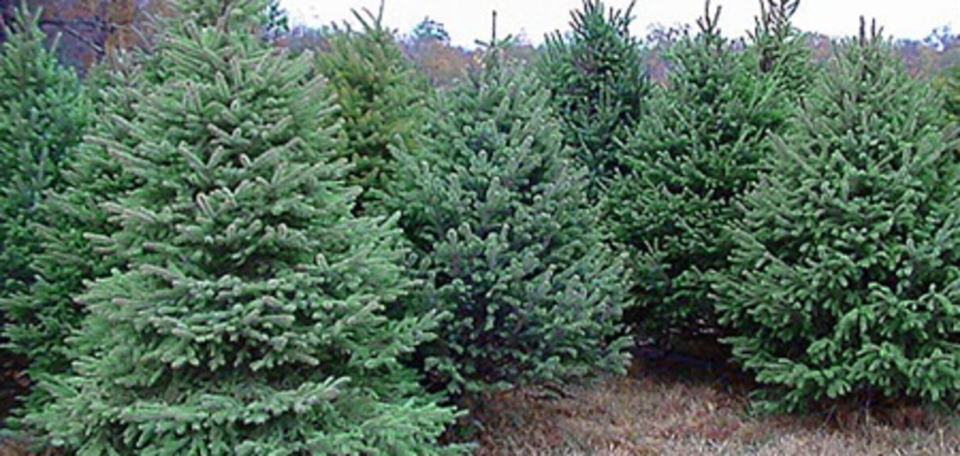 Ялинки у парку 'Асканія-Нова' захищали речовинами з неприємним запахом